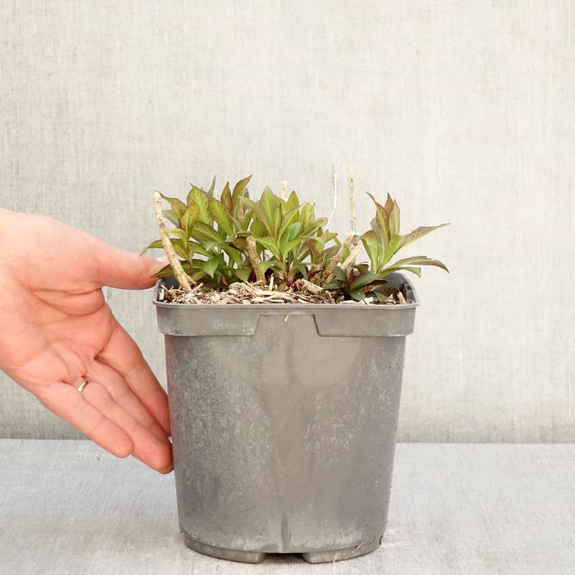 Amostra de Phlox paniculata Bambini Primadonna Vaso de 2 L/3 L tal como entregue na primavera