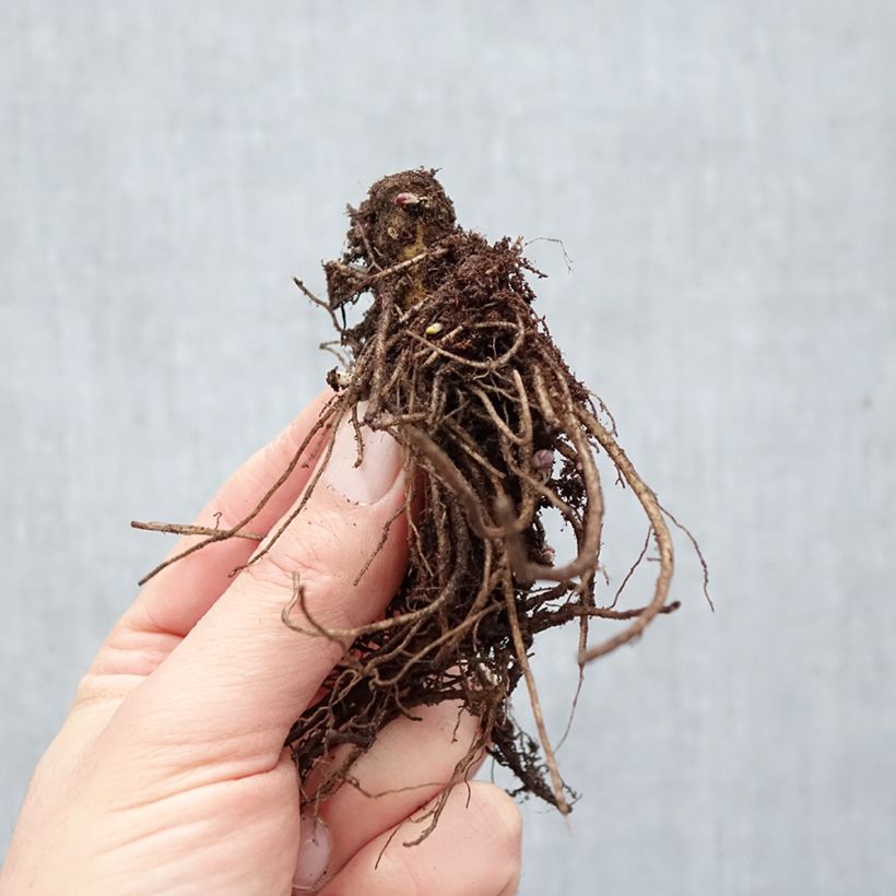 Amostra de Phlox paniculata Bambini Primadonna Raízes nuas tal como entregue no inverno