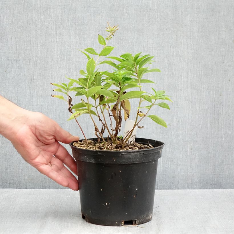 Amostra de Phlox paniculata Bambini Sweet Tart Pot de 2L/3L tal como entregue no outono