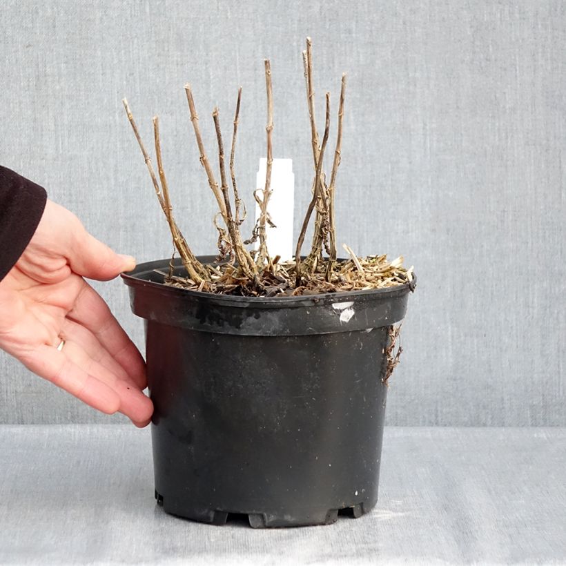 Amostra de Phlox paniculata Bambini Sweet Tart Vaso de 2 L/3 L tal como entregue no inverno