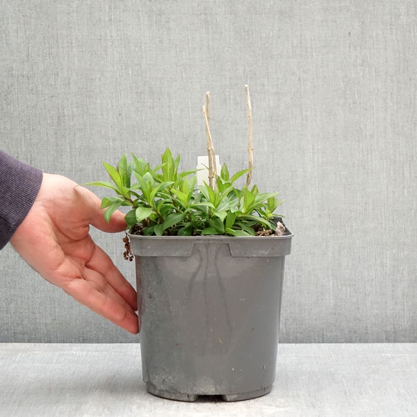 Amostra de Phlox paniculata Bambini Sweet Tart Vaso de 2 L/3 L tal como entregue na primavera