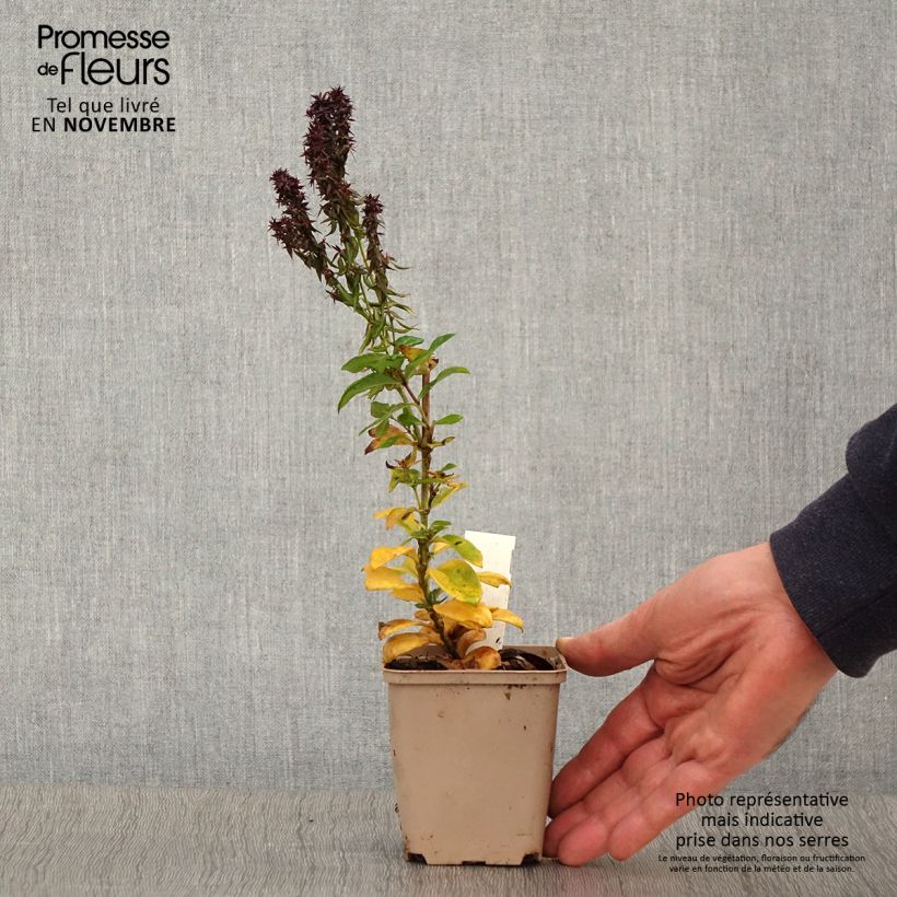 Amostra de Phlox paniculata Blind Lion Vaso de 8/9 cm tal como entregue no outono