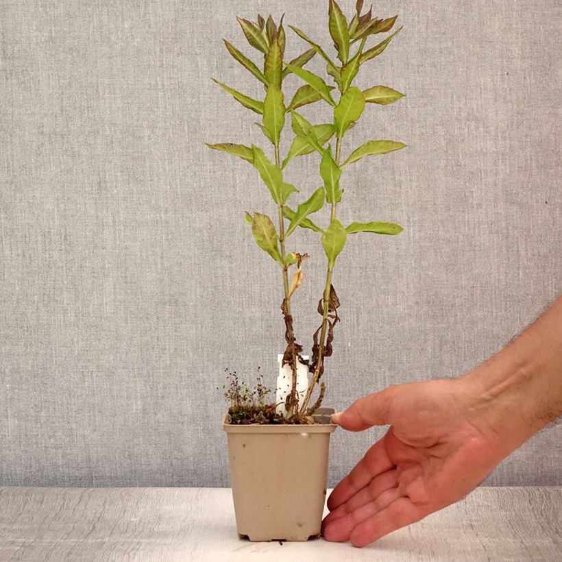 Amostra de Phlox paniculata Blind Lion Vaso de 8/9 cm tal como entregue no verão