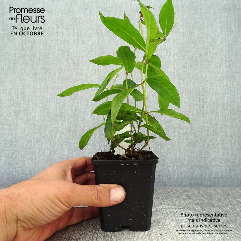 Amostra de Phlox paniculata Blue Paradise Vaso de 8/9 cm tal como entregue no outono