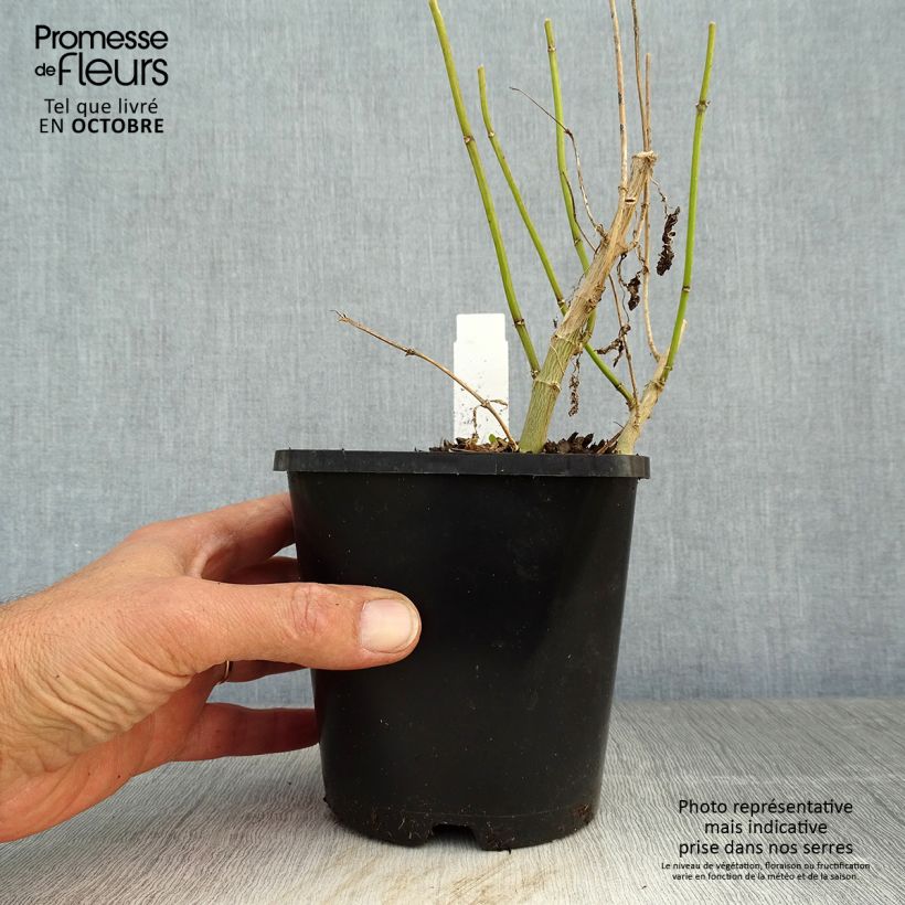 Amostra de Phlox paniculata Blue Paradise Vaso de 1,5 L/2 L tal como entregue no outono