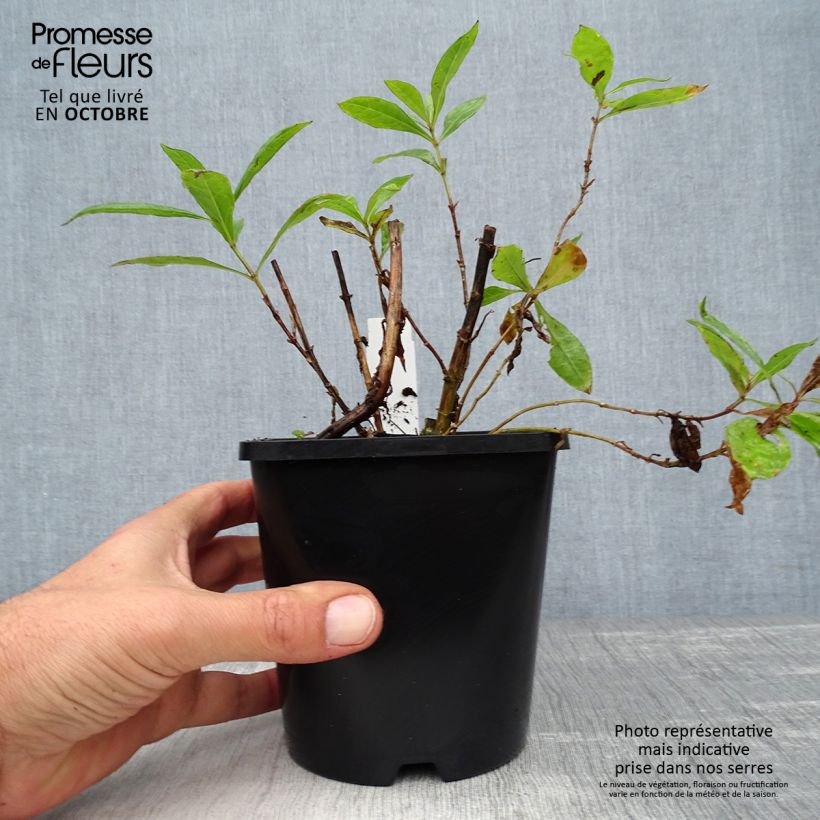 Amostra de Phlox paniculata Bright Eyes Vaso de 1,5 L/2 L tal como entregue no outono