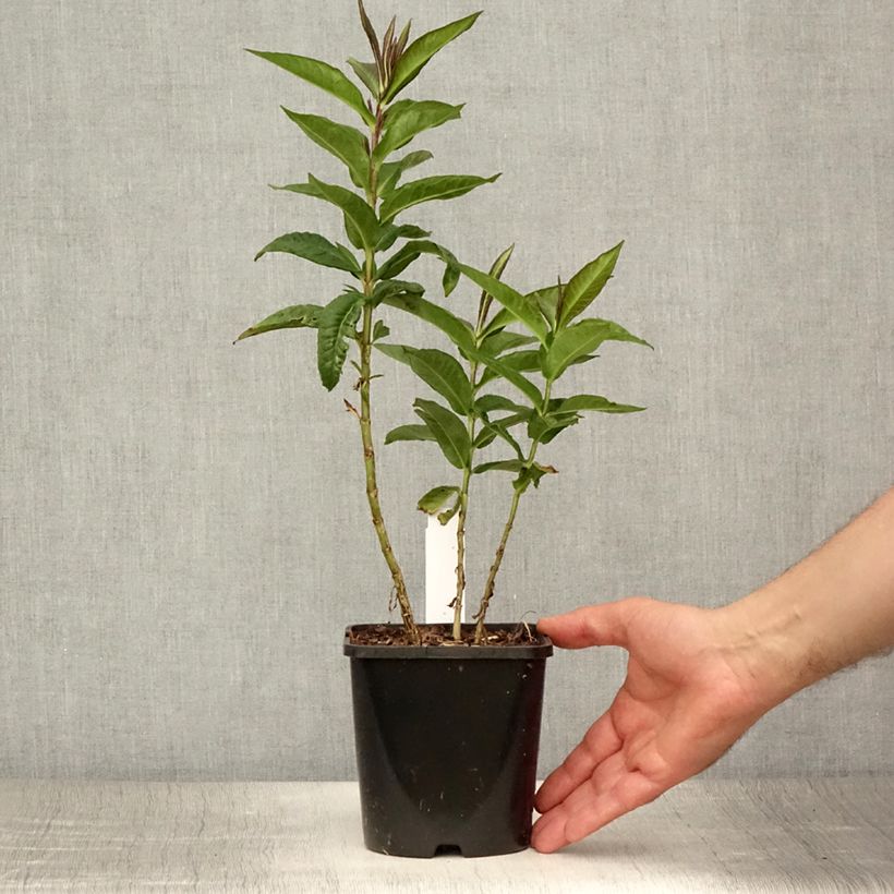 Amostra de Phlox paniculata Bright Eyes Vaso de 1,5 L/2 L tal como entregue no verão