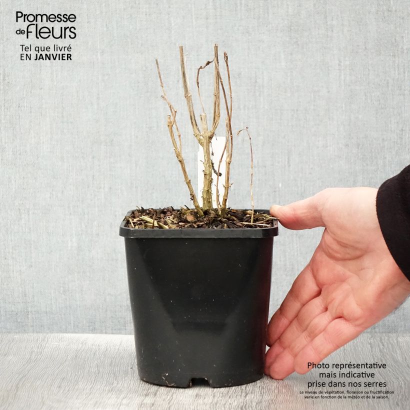 Amostra de Phlox paniculata Bright Eyes - Phlox paniculé rose pâle à oeil rose vif Vaso de 1,5 L/2 L tal como entregue no inverno