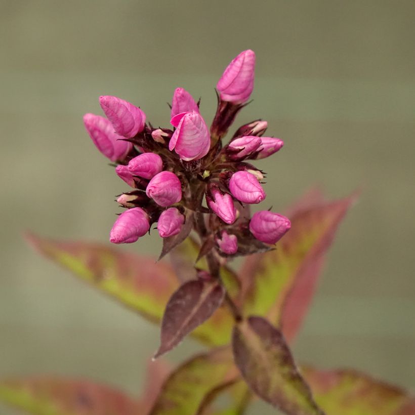 Phlox paniculata Butonik (Floração)