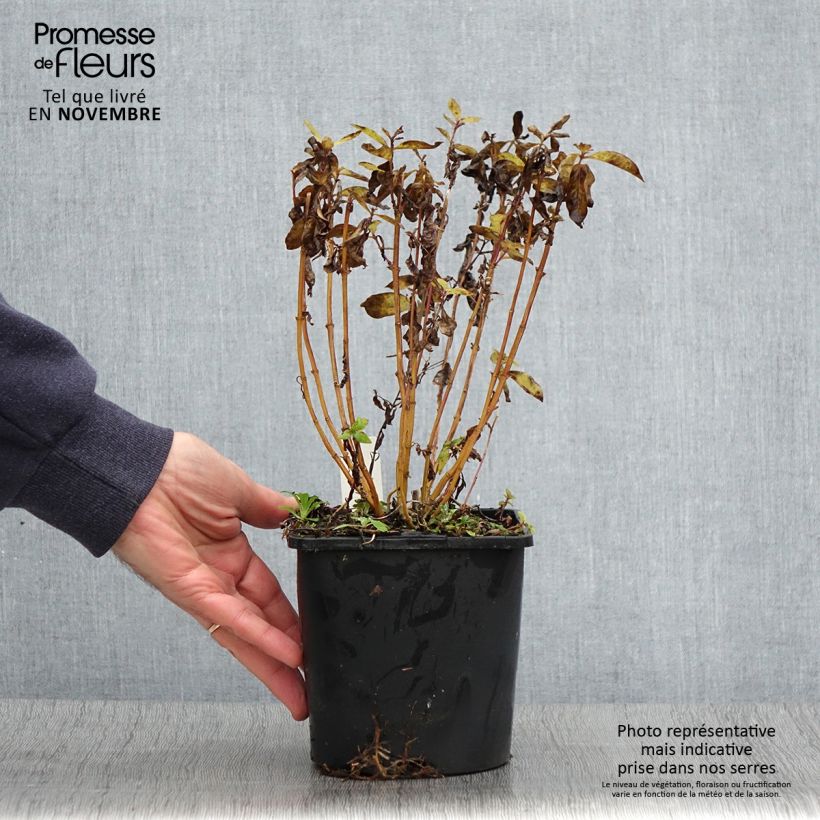 Amostra de Phlox paniculata Butonik Vaso de 2 L/3 L tal como entregue no outono