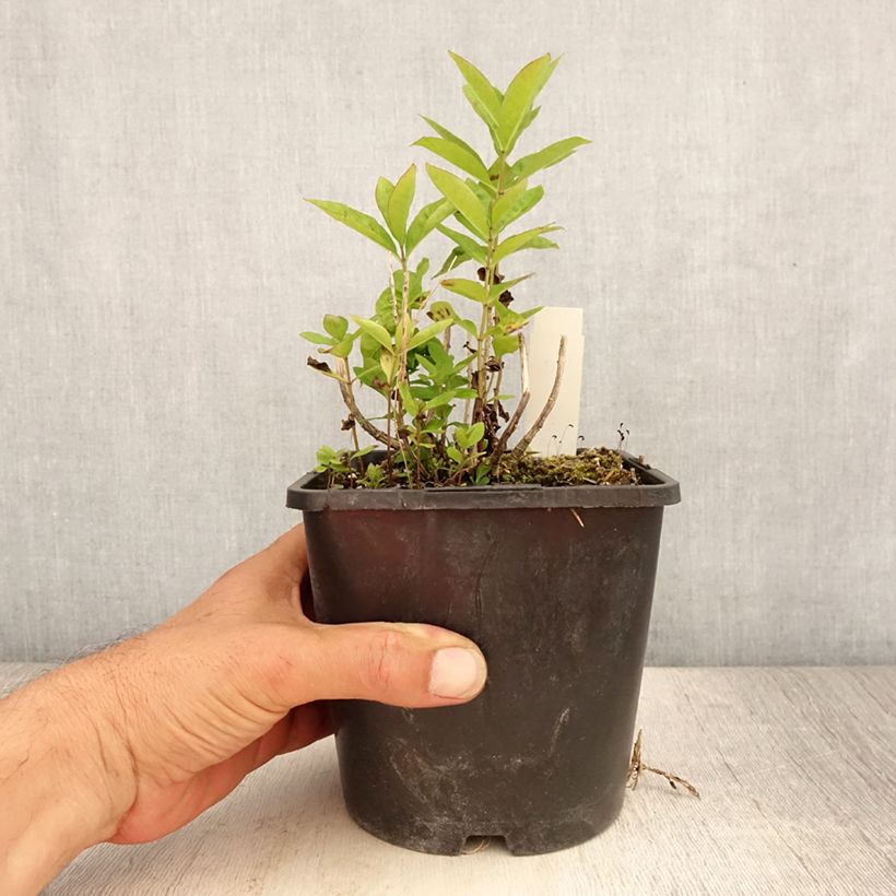 Amostra de Phlox paniculata Butonik Vaso de 2 L/3 L tal como entregue no verão