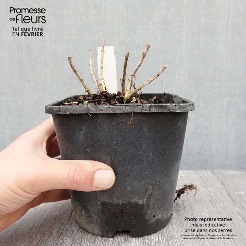 Amostra de Phlox paniculata Butonik Pot de 2L/3L tal como entregue no inverno