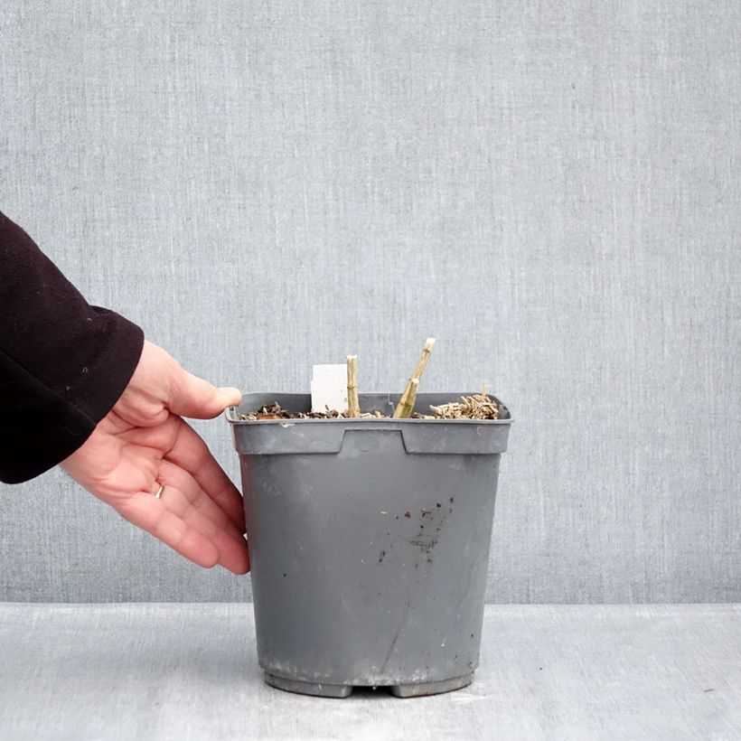 Amostra de Phlox paniculata Cleopatra Vaso de 2 L/3 L tal como entregue no inverno