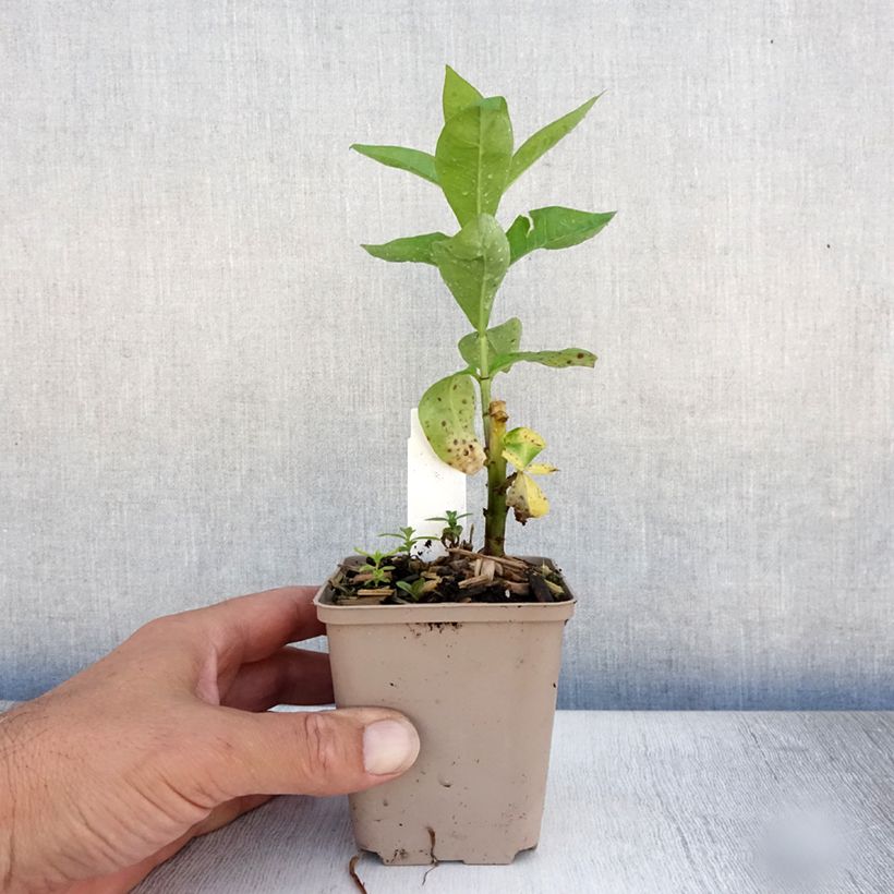 Amostra de Phlox paniculata Coral Flame Vaso de 8/9 cm tal como entregue no verão