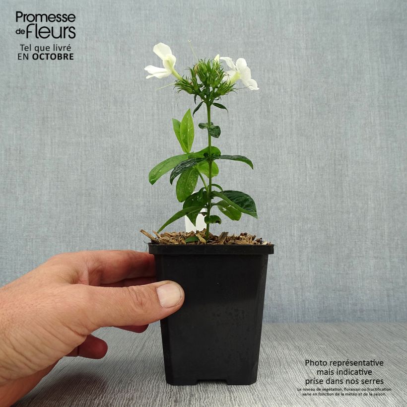 Amostra de Phlox paniculata David Vaso de 8/9 cm tal como entregue no outono