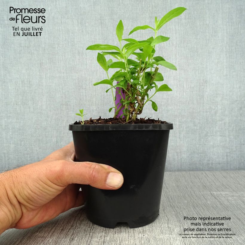 Amostra de Phlox paniculata David Vaso de 1,5 L/2 L tal como entregue no verão