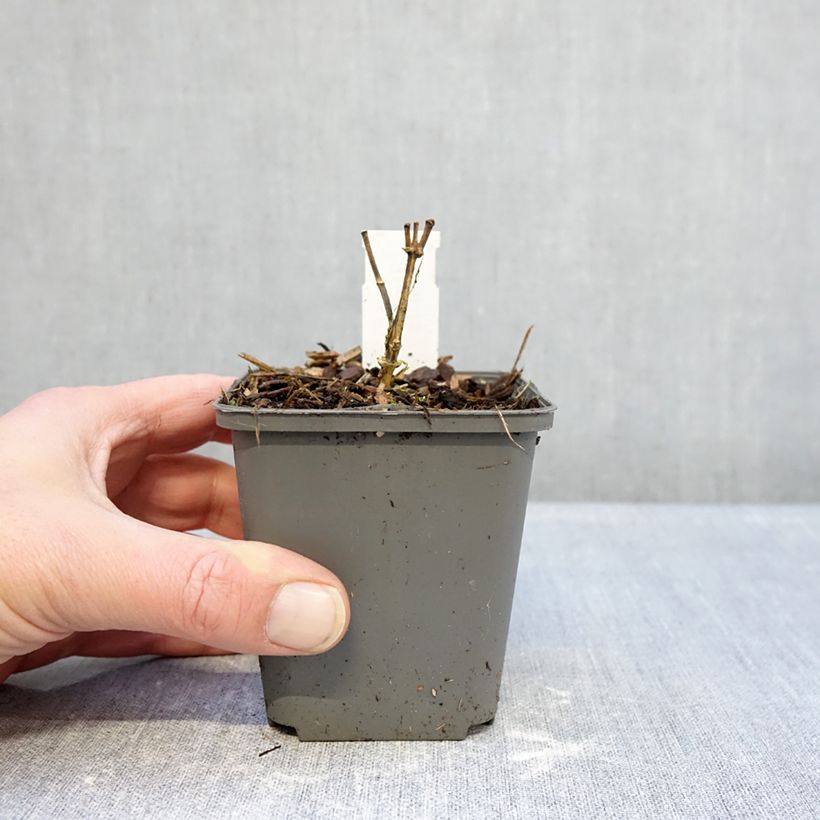 Amostra de Phlox paniculata Elisabeth Vaso de 8/9 cm tal como entregue no inverno