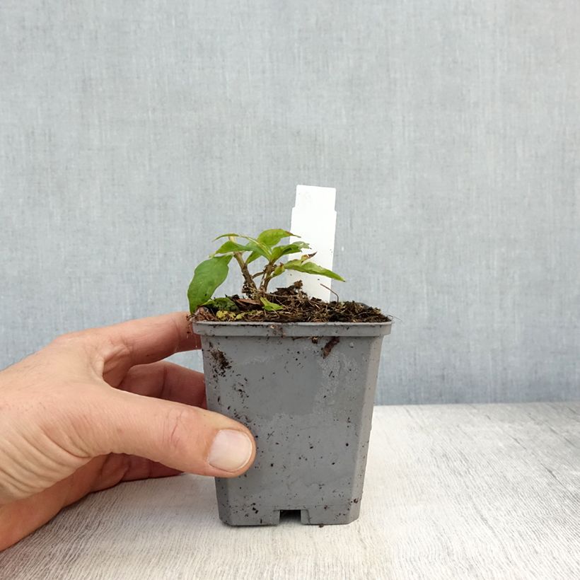 Amostra de Phlox paniculata Europa Vaso de 8/9 cm tal como entregue no outono
