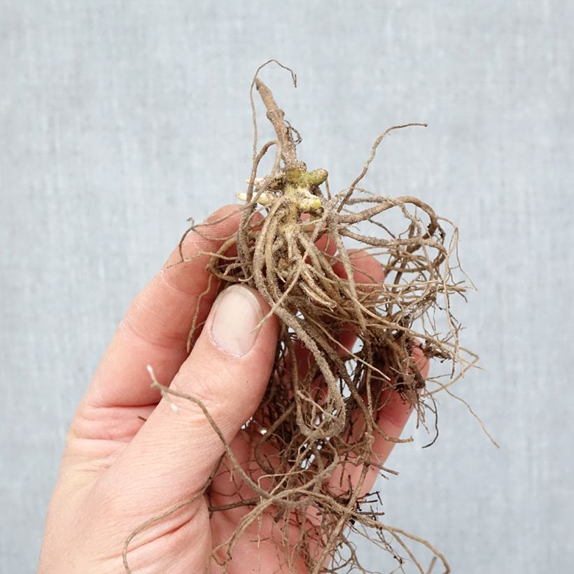 Amostra de Phlox paniculata Europa Raízes nuas tal como entregue no inverno