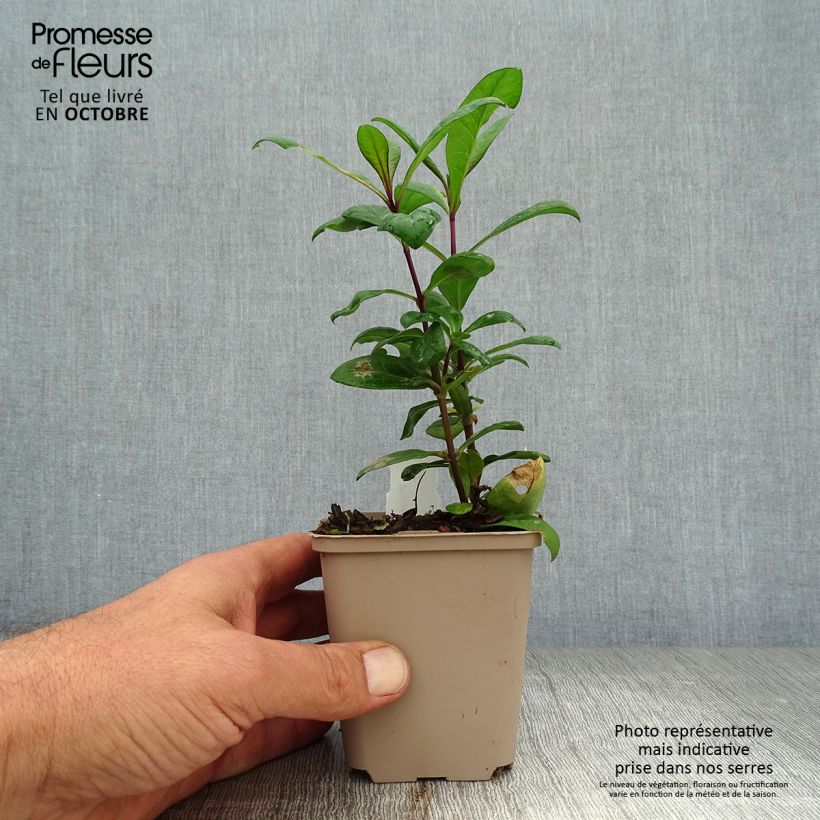 Amostra de Phlox paniculata Eva Cullum Vaso de 8/9 cm tal como entregue no outono