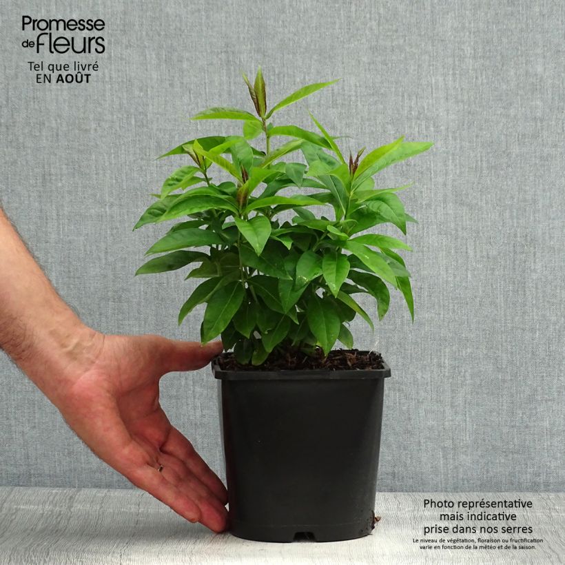 Amostra de Phlox paniculata Famous Cerise - Flox Vaso de 1,5 L/2 L tal como entregue no verão
