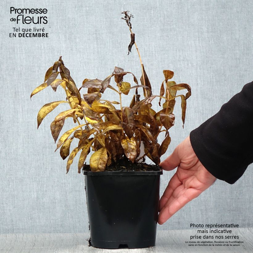 Amostra de Phlox paniculata Famous Cerise - Phlox paniculé Vaso de 1,5 L/2 L tal como entregue no inverno