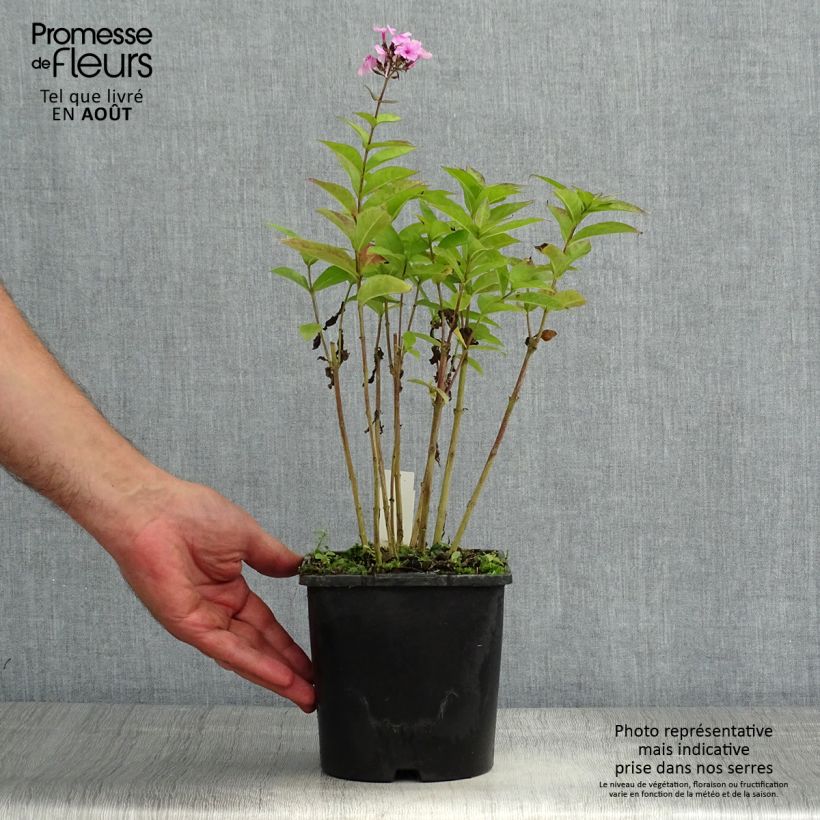 Amostra de Phlox paniculata Famous Light Pink - Flox Vaso de 2 L/3 L tal como entregue no verão