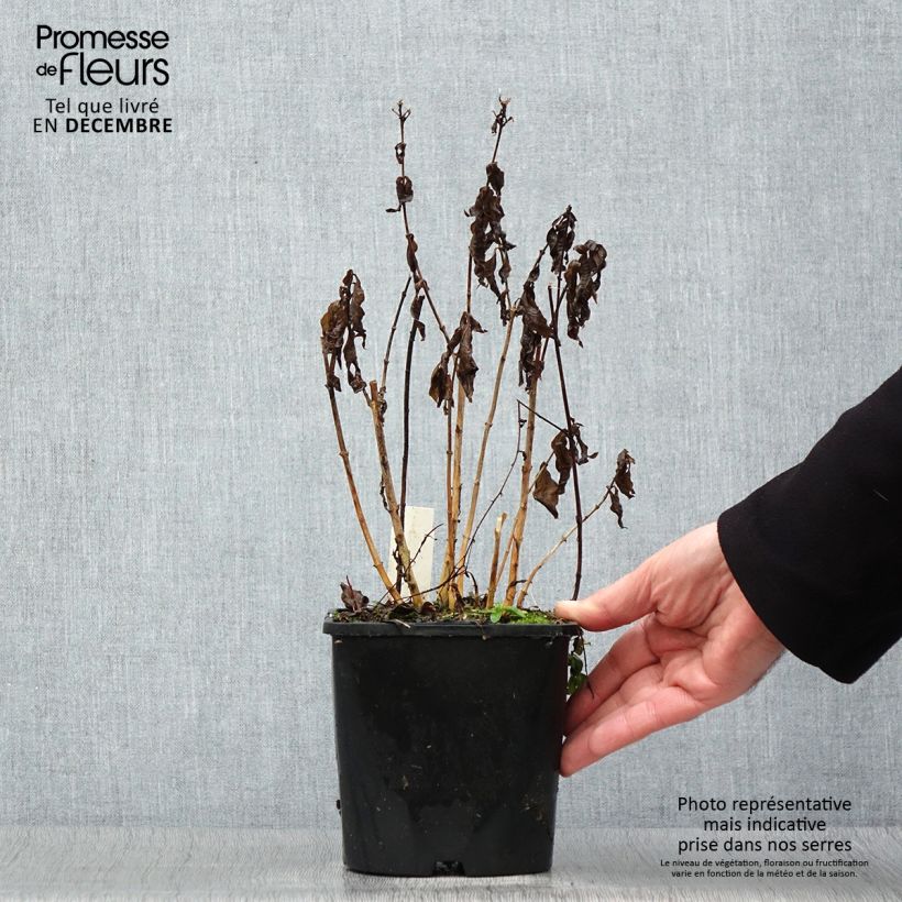 Amostra de Phlox paniculata Famous Light Pink Pot de 2L/3L tal como entregue no inverno