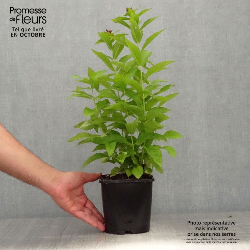 Amostra de Phlox paniculata Famous Purple - Flox Vaso de 2 L/3 L tal como entregue no outono