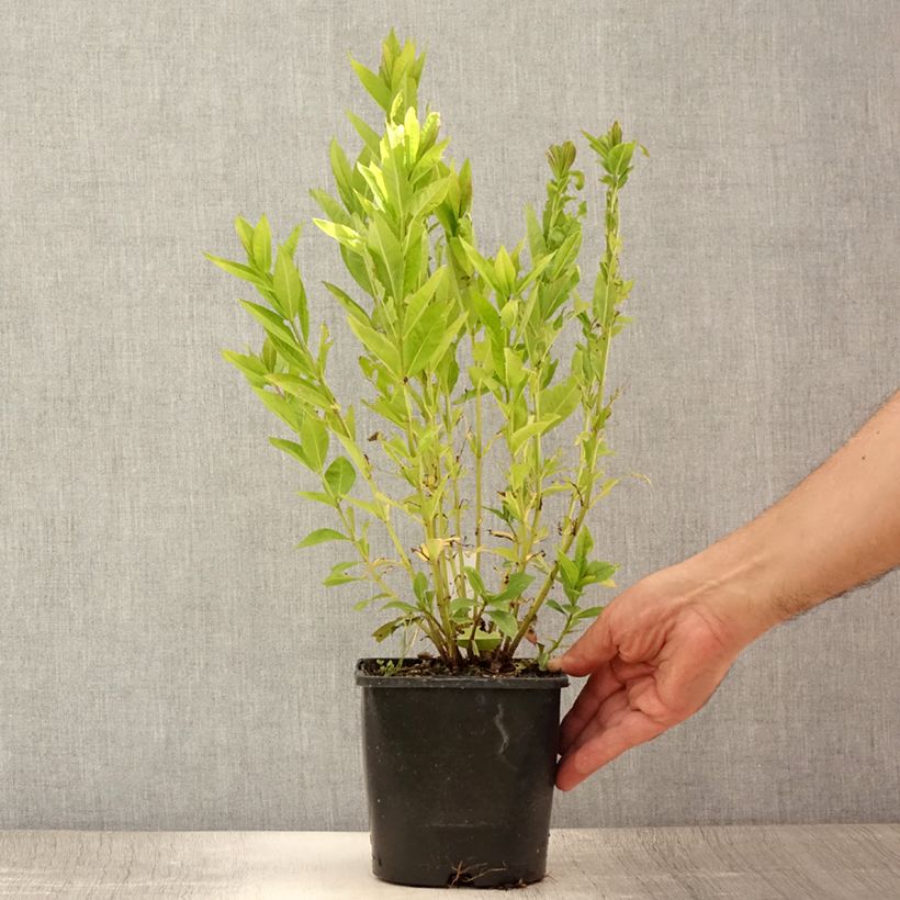 Amostra de Phlox paniculata Famous Purple - Flox Vaso de 2 L/3 L tal como entregue no verão