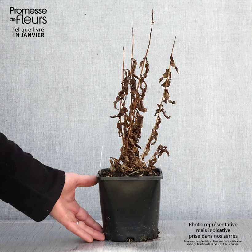 Amostra de Phlox paniculata Famous Purple Pot de 2L/3L tal como entregue no inverno