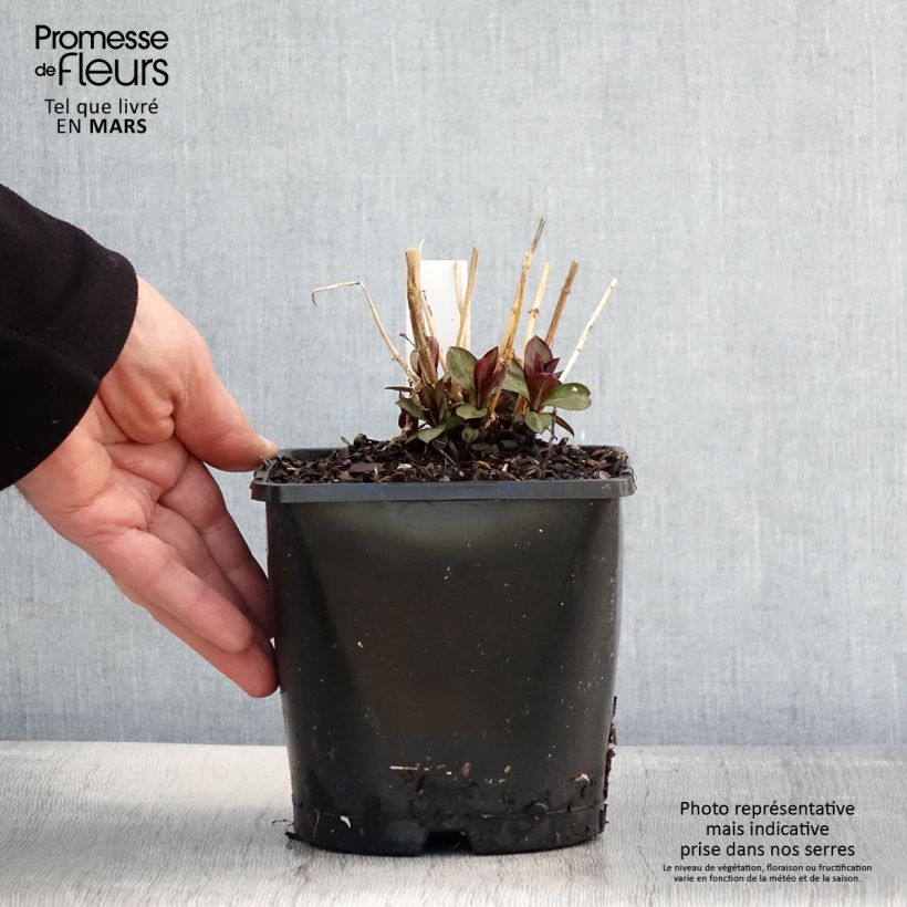 Amostra de Phlox paniculata Famous Purple Vaso de 2 L/3 L tal como entregue na primavera