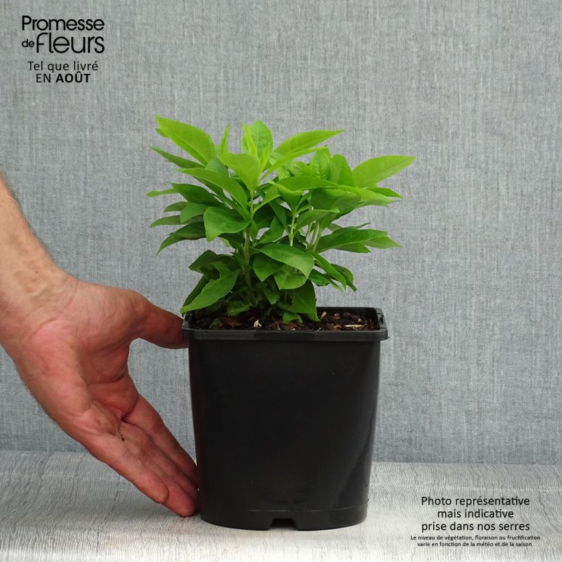 Amostra de Phlox paniculata Famous Branco - Flox Vaso de 2 L/3 L tal como entregue no verão