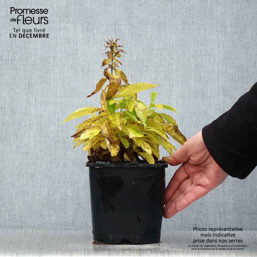 Amostra de Phlox paniculata Famous White Pot de 2L/3L tal como entregue no inverno