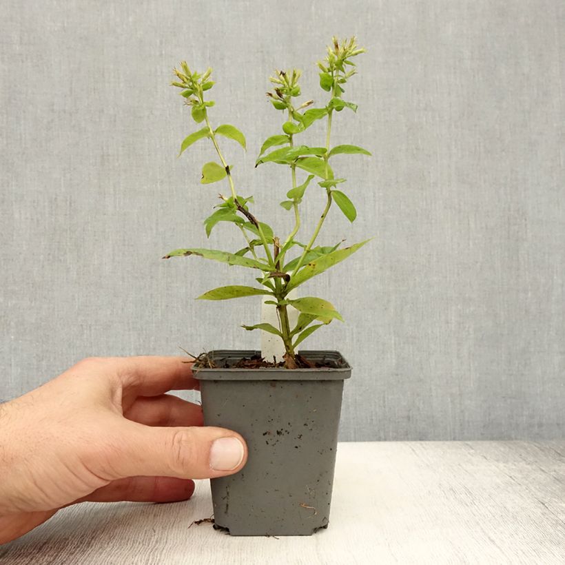Amostra de Phlox paniculata Flame White Imp Vaso de 8/9 cm tal como entregue no outono