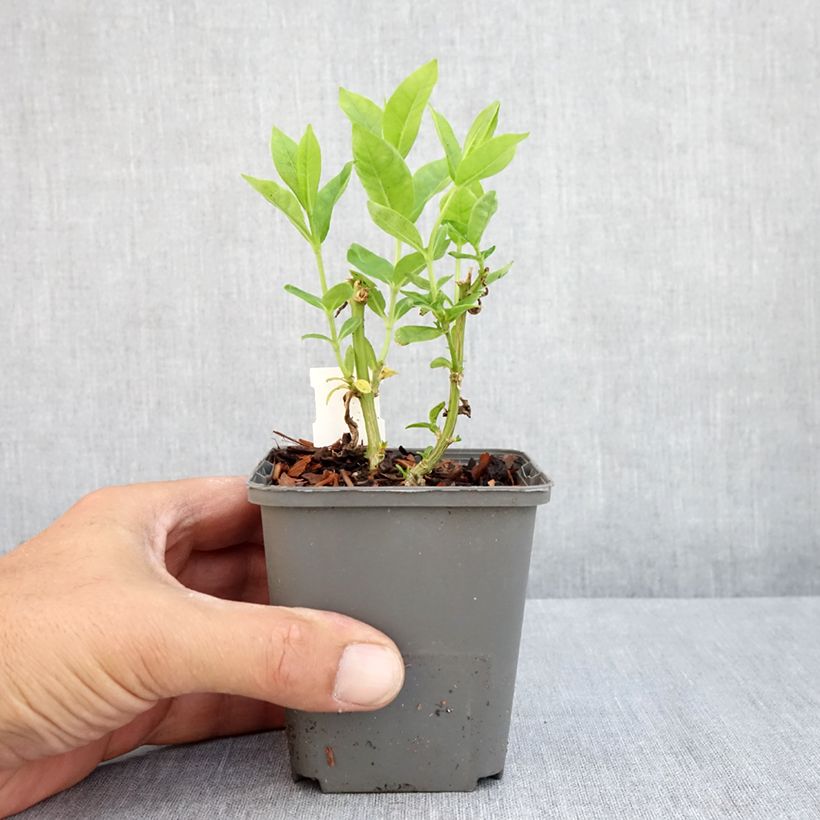 Amostra de Phlox paniculata Flame White Imp Vaso de 8/9 cm tal como entregue no verão