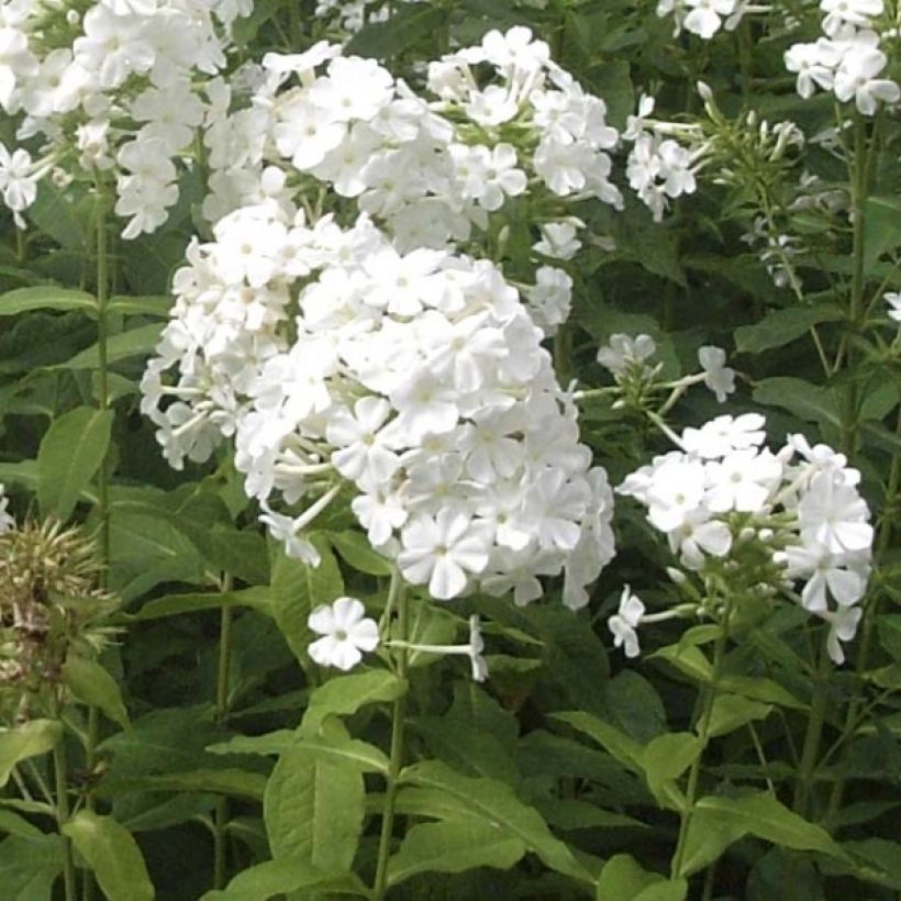 Phlox paniculata Fujiyama (Hábito)