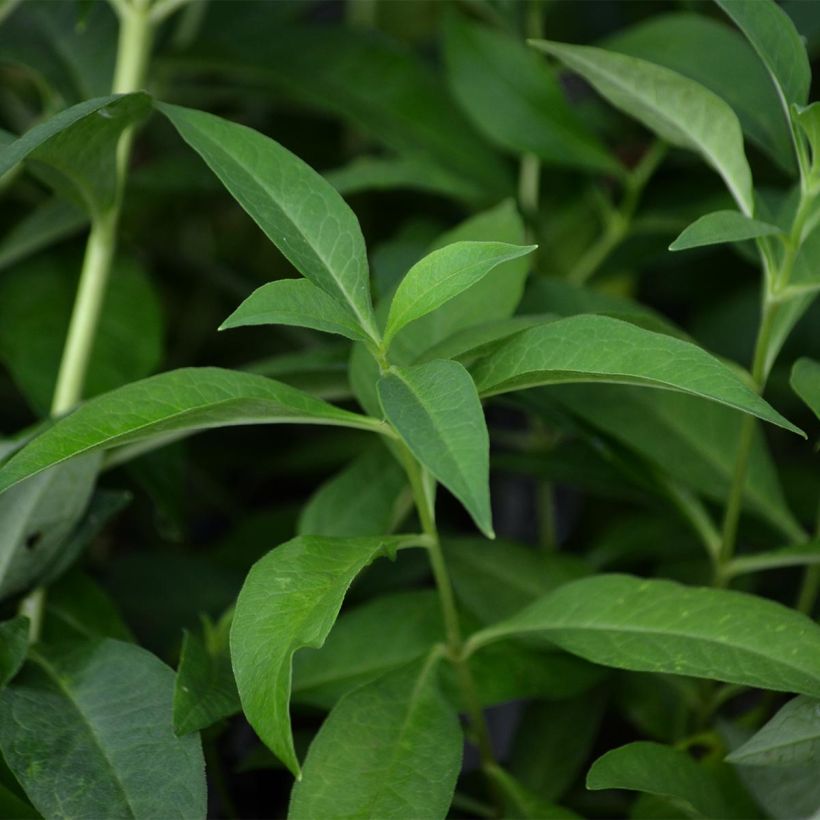 Phlox paniculata Fujiyama (Folhagem)