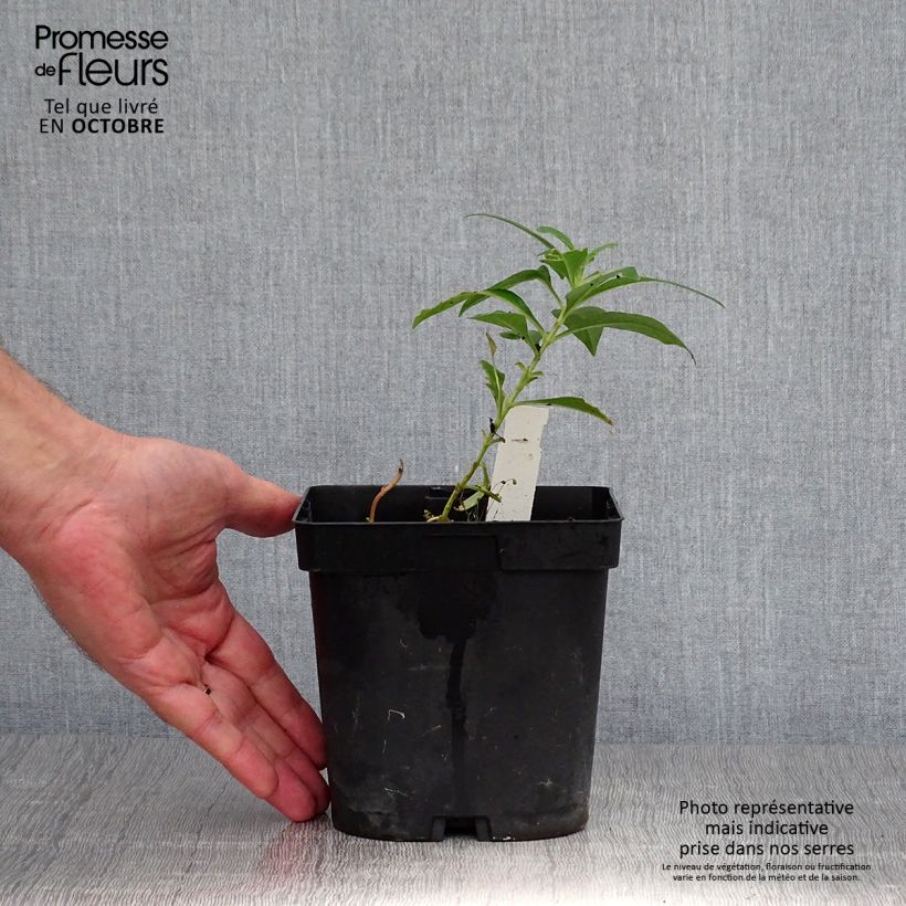 Amostra de Phlox paniculata Fujiyama Vaso de 2 L/3 L tal como entregue no outono