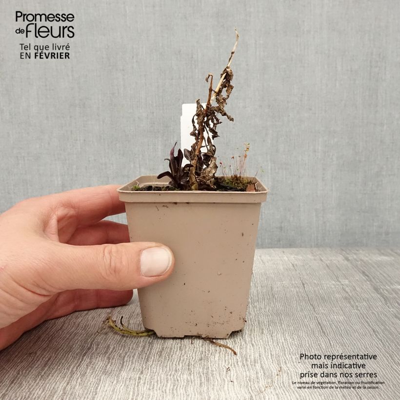 Amostra de Phlox paniculata Goldmine Vaso de 8/9 cm tal como entregue no inverno