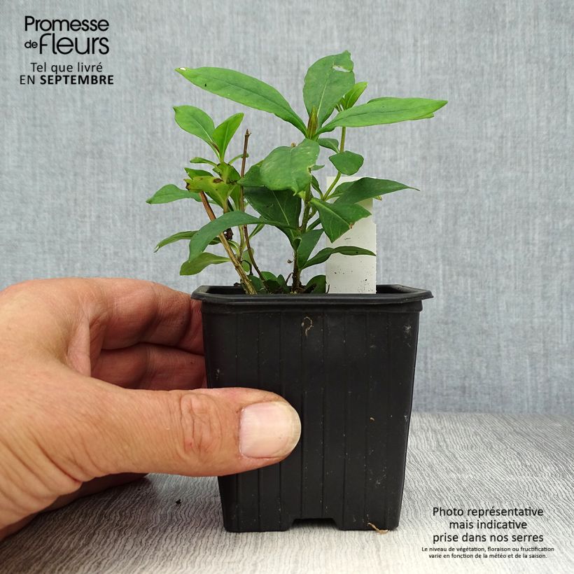 Amostra de Phlox paniculata Graf Zeppelin Vaso de 8/9 cm tal como entregue no outono