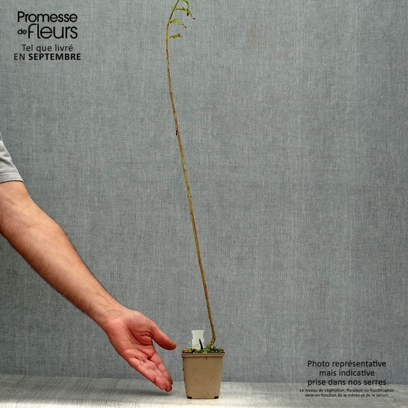 Amostra de Phlox paniculata Hesperis Vaso de 8/9 cm tal como entregue no outono