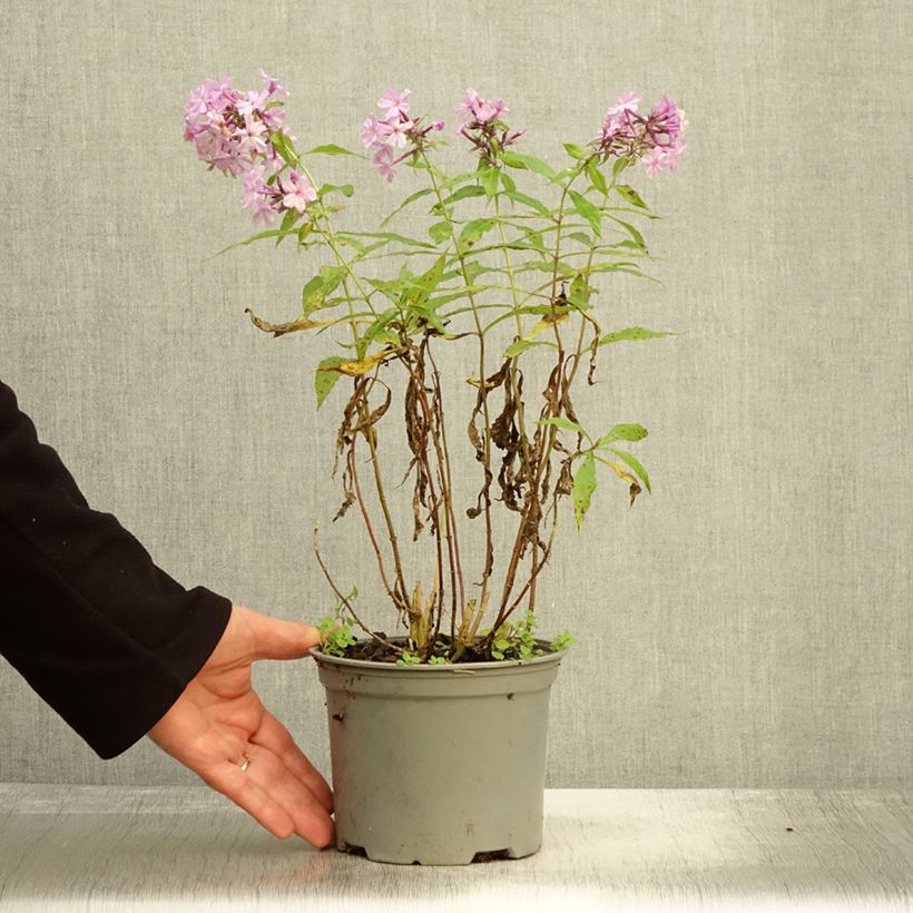 Amostra de Phlox paniculata Hesperis Vaso de 2 L/3 L tal como entregue no outono