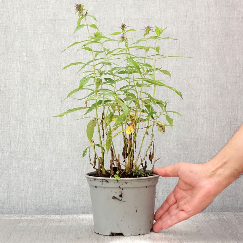 Amostra de Phlox paniculata Hesperis Vaso de 2 L/3 L tal como entregue no verão