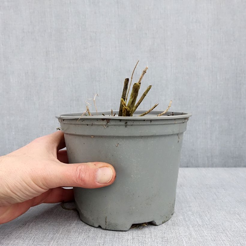 Amostra de Phlox paniculata Hesperis Vaso de 2 L/3 L tal como entregue no inverno