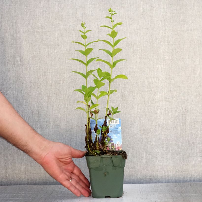 Amostra de Phlox paniculata Jade Vaso de 8/9 cm tal como entregue no verão