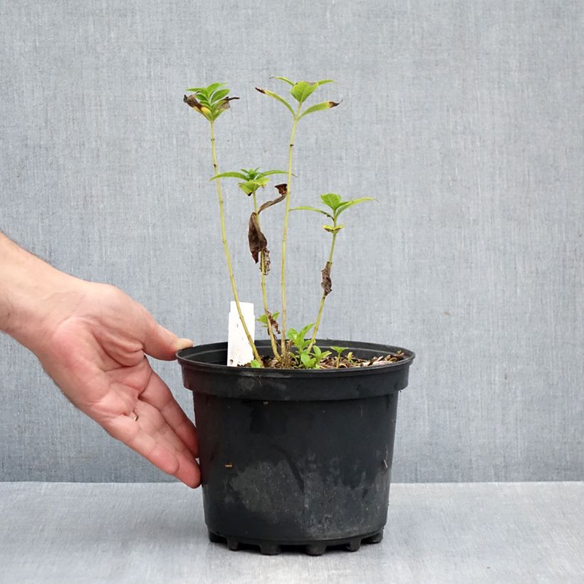 Amostra de Phlox paniculata Jade Vaso de 2 L/3 L tal como entregue no outono