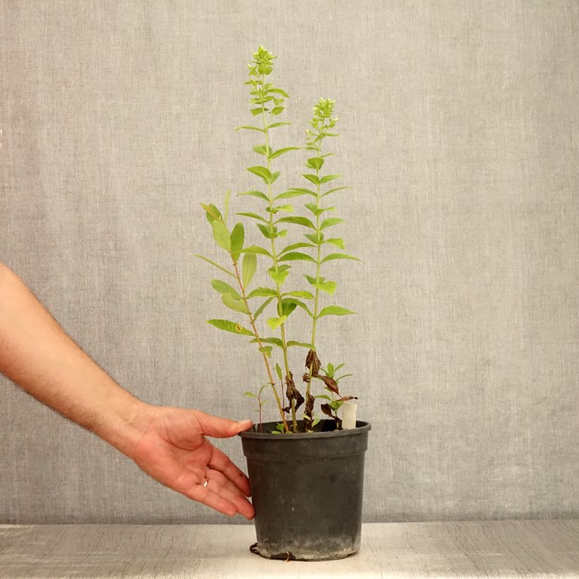 Amostra de Phlox paniculata Jade Vaso de 2 L/3 L tal como entregue no verão