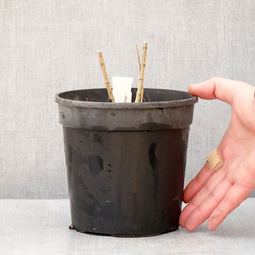 Amostra de Phlox paniculata Jade - Phlox paniculé Vaso de 2 L/3 L tal como entregue no inverno