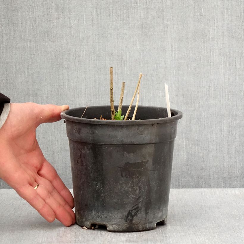 Amostra de Phlox paniculata Jade Vaso de 2 L/3 L tal como entregue na primavera